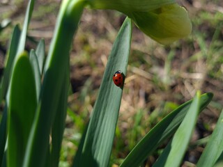 Nature's Harmony: Ladybug Resting on Verdant Leaves

