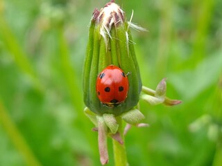 Nature's Harmony: Ladybug Resting on Verdant Leaves
