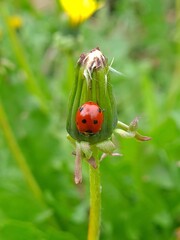 Nature's Harmony: Ladybug Resting on Verdant Leaves
