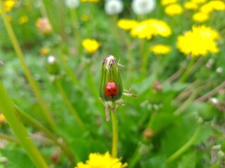 Nature's Harmony: Ladybug Resting on Verdant Leaves
