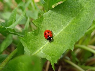 Nature's Harmony: Ladybug Resting on Verdant Leaves
