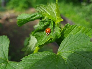 Nature's Harmony: Ladybug Resting on Verdant Leaves
