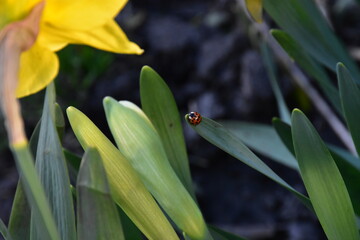 Nature's Harmony: Ladybug Resting on Verdant Leaves
