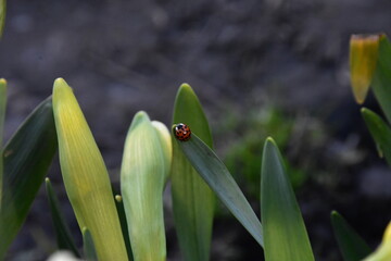 Nature's Harmony: Ladybug Resting on Verdant Leaves
