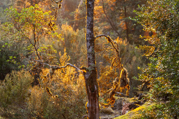 Tasmanischer Laubbaum (Nothofagus gunnii) im Sonnenaufgang, mit angestrahlter Sonne und schöner Morgenstimmung im Wald des Cradle Mountains Nationalparks, Tasmanien.