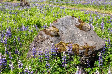 South Iceland, boulder with moss in field of flowering nootka lupine