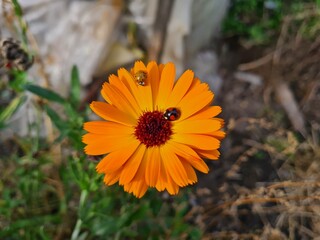 Nature's Harmony: Ladybug Resting on Verdant Leaves

