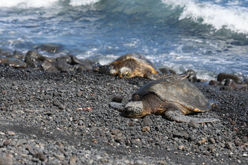Fototapeta premium green sea turtle from hawaii honolulu