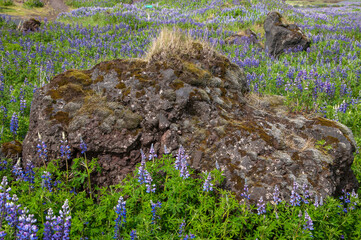 South Iceland, boulder with moss in field of flowering nootka lupine