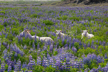 South Iceland, sheep in field of flowering nootka lupine