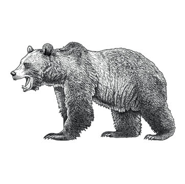 Black and white vector illustration of grizzly bear 