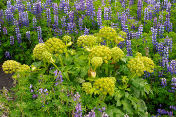 South Iceland, flowering angelica archangelica surrounded by nootka lupine