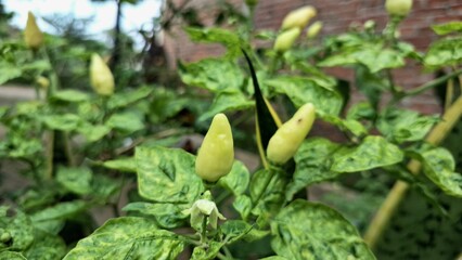 Overgrown chili pepper plants with some withered leaves, visually suggesting potential losses due...