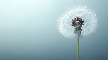 Fluffy dandelion on pale background