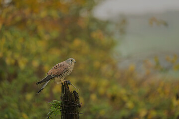 Common Kestrel,  Falco tinnunculus