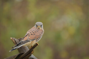 Common kestrel, Falco tinnunculus
