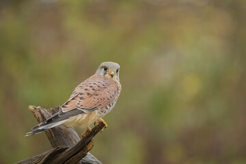 Common kestrel, Falco tinnunculus