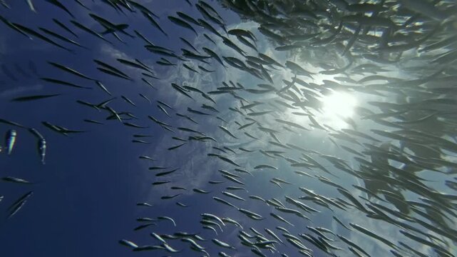 Underwater view of shoal of sardine fish swimming in sea in sun shine, 4k