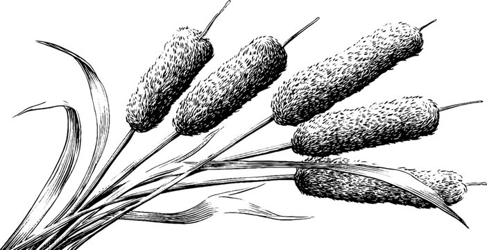 Engraved decorative illustration of floating dried cattail for retro design projects