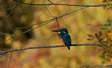 a brightly colored common kingfisher (alcedo atthis) is sitting on a branch in autumn