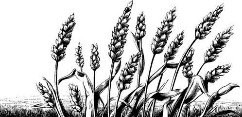 Naklejka premium Vintage hand-drawn engraving of dense wild grain tassels for retro design