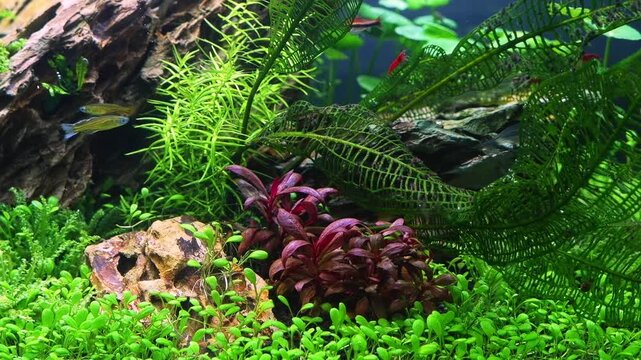 dragon stone iwagumi design, Aponogeton madagascariensis aquatic plant, Pacific blue-eye dwarf fish, planted Dutch style vegetation aquascape, nature balance ecosystem, mental relax, lifestyle concept