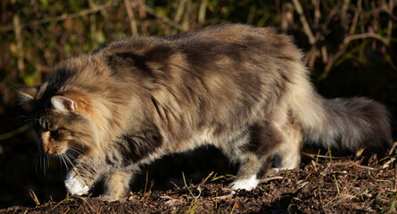 a beautiful long-haired domestic cat is walking outside in the grass and dirt
