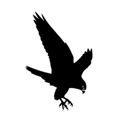 Peregrine falcon in flight silhouette isolated on white background