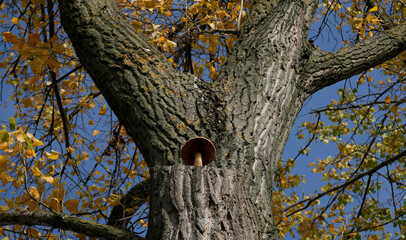 a single brown mushroom is growing out of the trunk of a tree with yellow autumn leaves