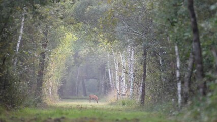 Roe deer doe senses in alert walking and leaping from the excitement of the smells in a forest alley. Capreolus capreolus, Betula sp, Sologne, Loiret 45, région Centre Val de Loire, France, Europe