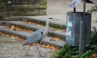 a grey heron (ardea cinerea) is walking next to a garbage bin on a paved path