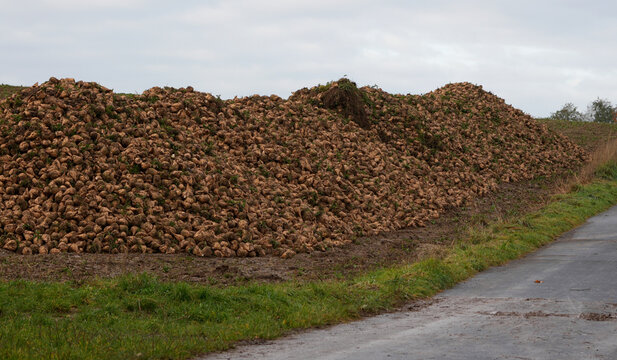 a massive pile of freshly harvested sugar beets is lying next to a rural road