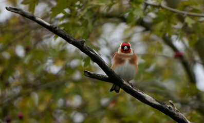 a brightly colored european goldfinch (carduelis carduelis) is sitting on a branch