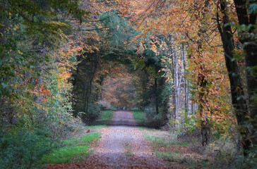 Fototapeta premium a forest path covered in autumn leaves leads through a tunnel of colorful trees and foliage