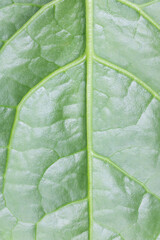 Malabar spinach (Basella alba), also known by names such as Indian spinach, Ceylon spinach, or vine spinach