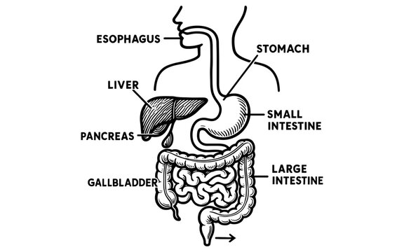Human digestive system diagram with labeled organs in linear style