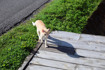 Waiting cat on the farm.