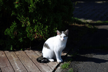 Waiting cat on the farm.
