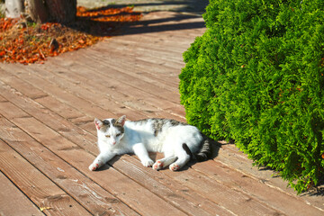 Waiting cat on the farm.