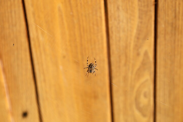 Spider on the web.