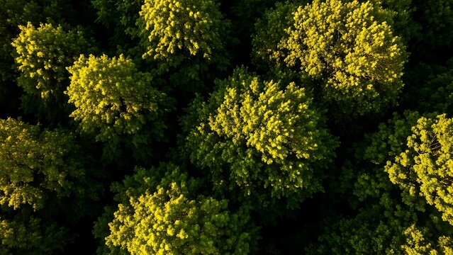 Aerial view of dense green forest canopy with bright sunlit treetops trees overhead - Powered by Adobe