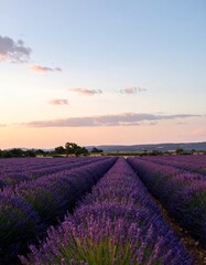 Naklejka premium Peaceful countryside lavender rows fading into distance