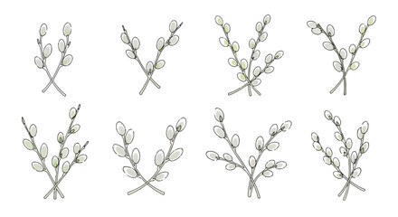 Willow branches with buds, isolated on white