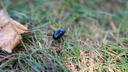 Close-up of a black dung beetle on the ground among grass and leaves