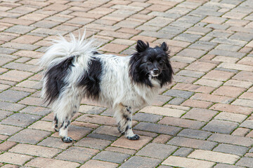 Hunderasse Mittelspitz 