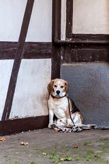 Hund Beagle an Hauswand