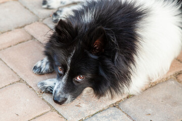 Hunderasse Mittelspitz