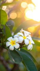 Fototapeta premium Close-up of delicate white flowers with yellow centers and green leaves, backlit by a warm, golden sunset