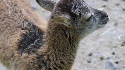 Close up of a baby ibex fawn moving around the forest ona sunny spring day