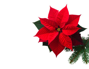 red poinsettia isolated on white png